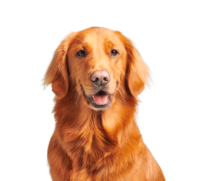 DOG3.png