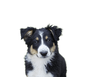 PUPPY2.png
