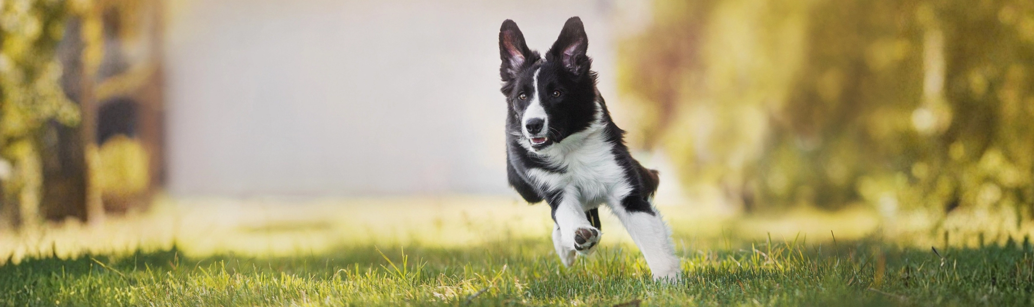 Collie puppy running