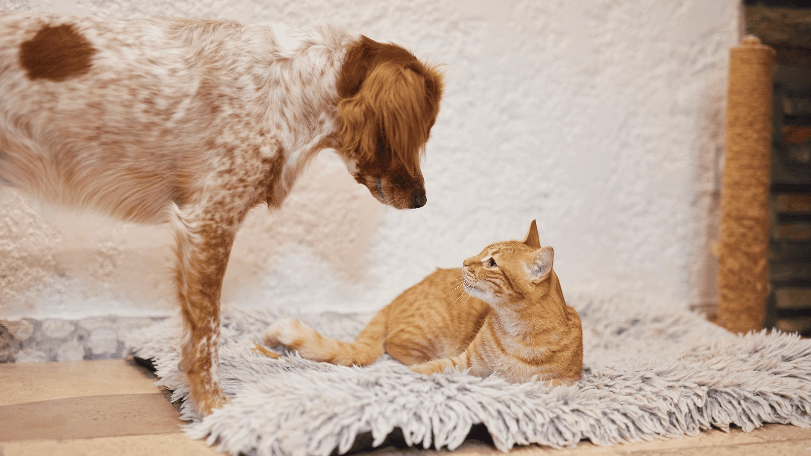 Dog and cat_looking at each other_indoor_alone_advice