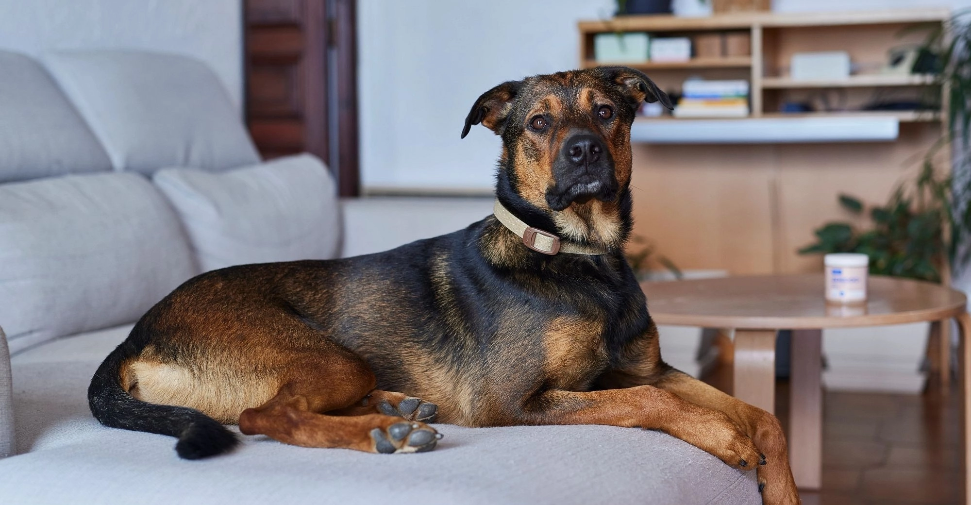 Zenidog Calming Collar and Gel Lifestyle