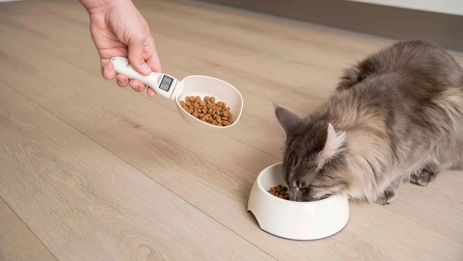 Person measuring dry cat food with digital scoop as gray cat eats from white bowl on wooden floor.