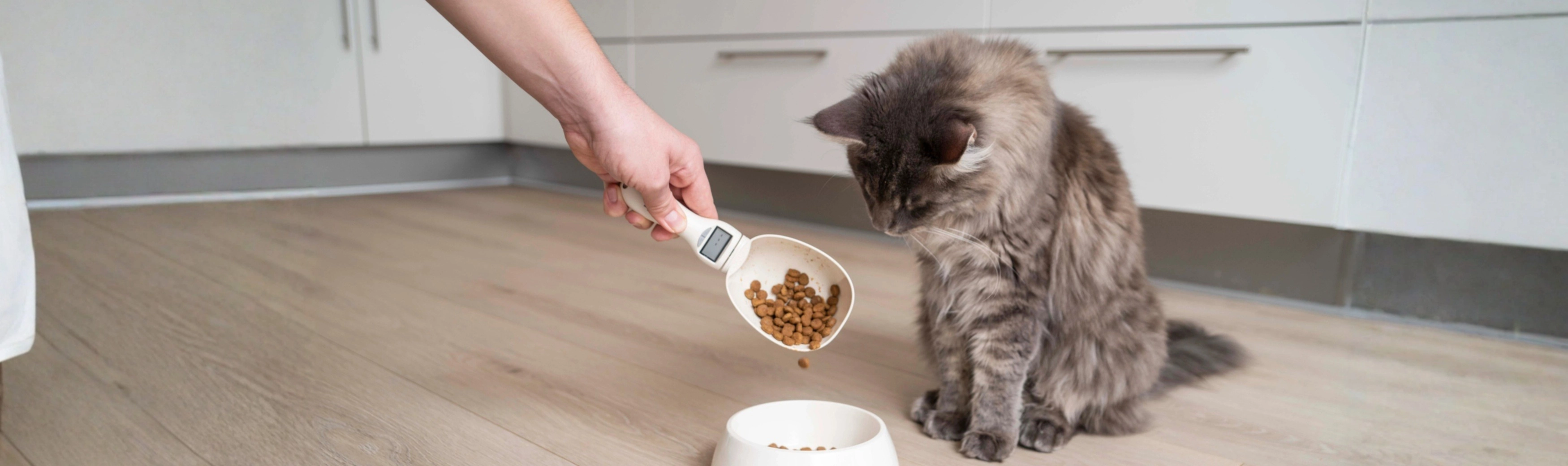 Cat with Digital Scales