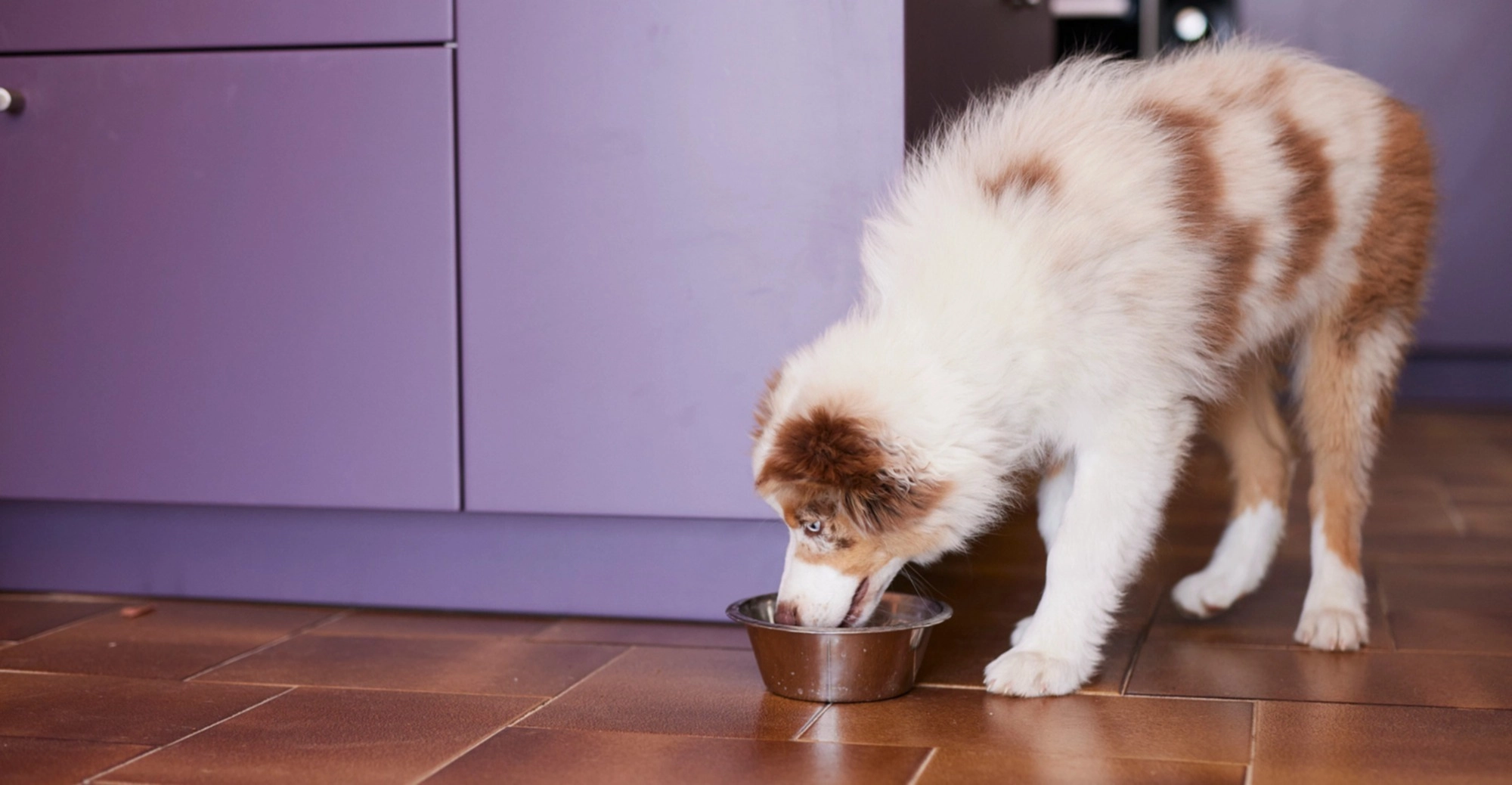 Puppy eating from bowl