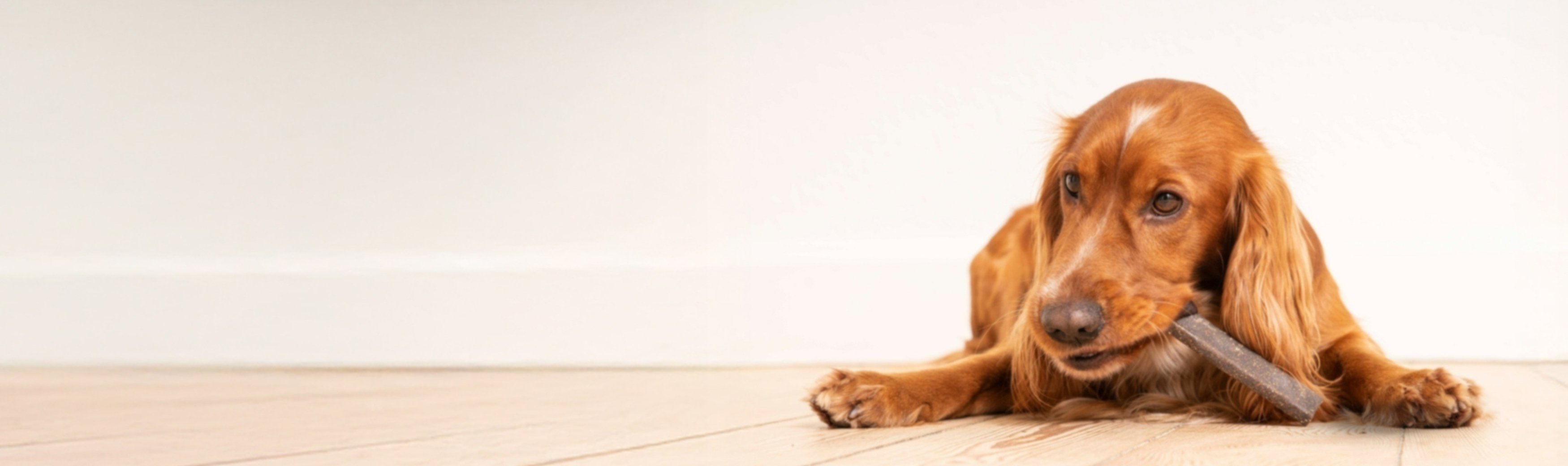 Brown dog lying on wooden floor chewing a treat stick against a light background.