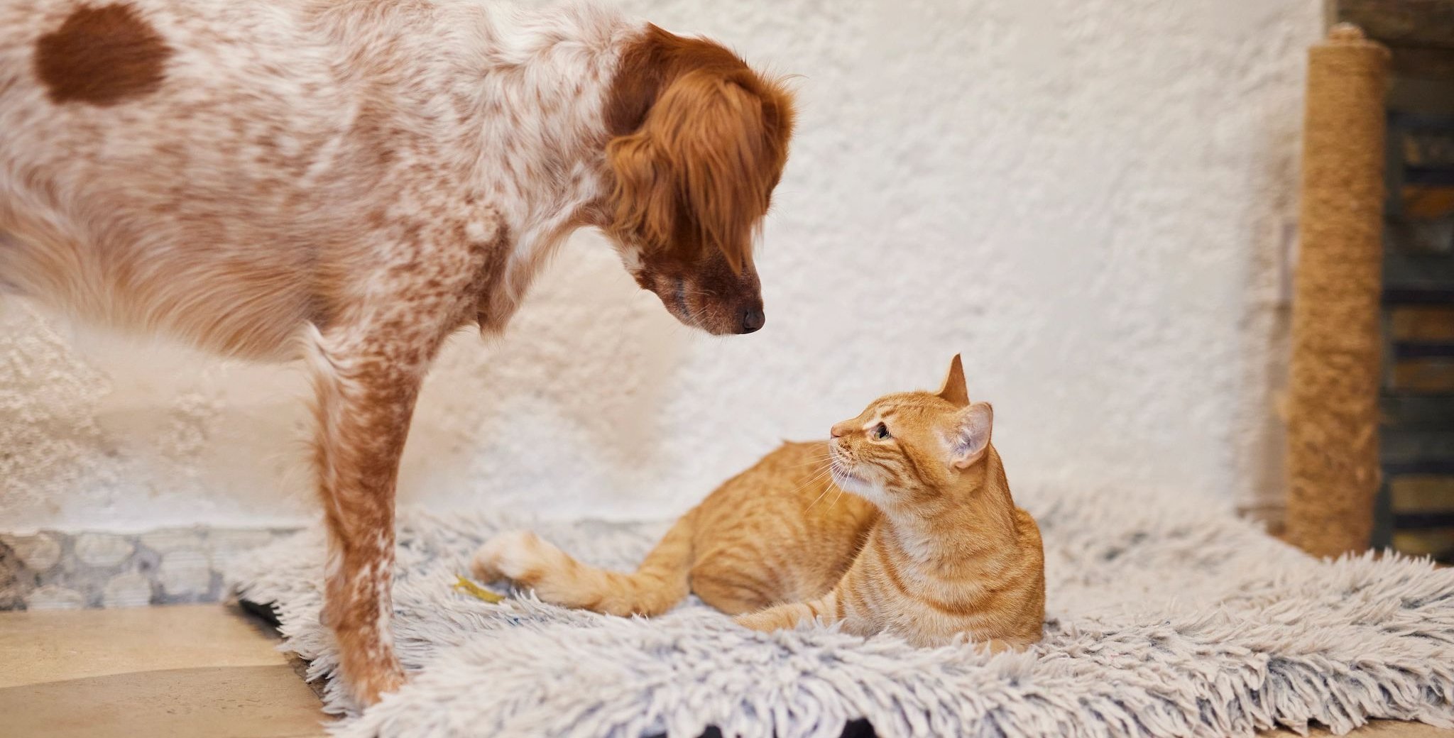 Brown and white dog curiously looking at an orange tabby cat lying on a fluffy rug indoors.