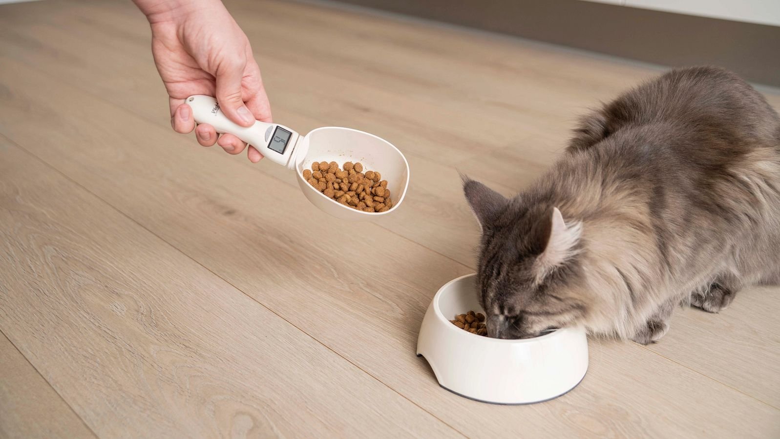 Cat HPM Feed