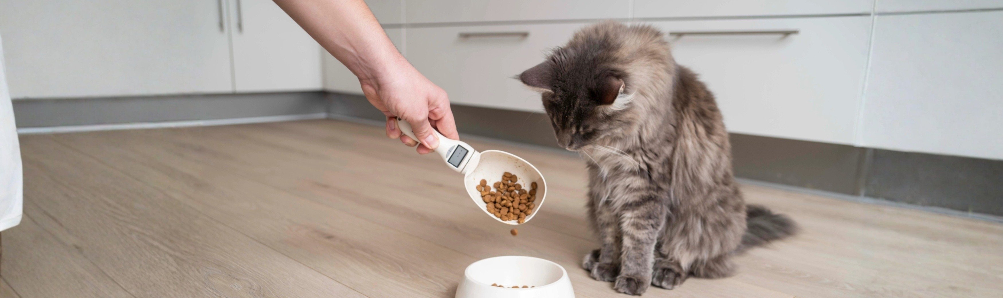 Cat with Digital Scales