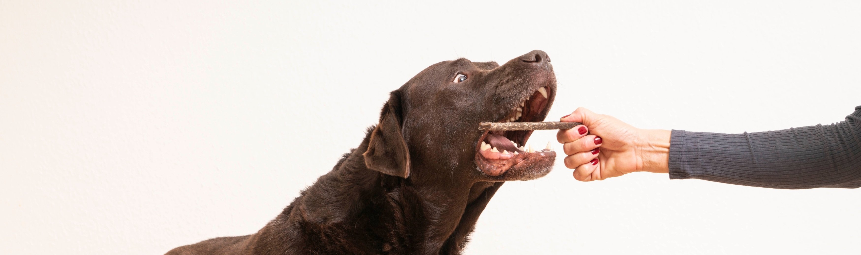 Labrador eating Veggiedent