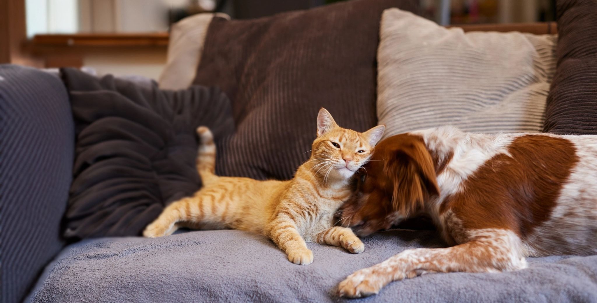 Orange cat and brown-white dog cuddling on a cozy couch with soft pillows.