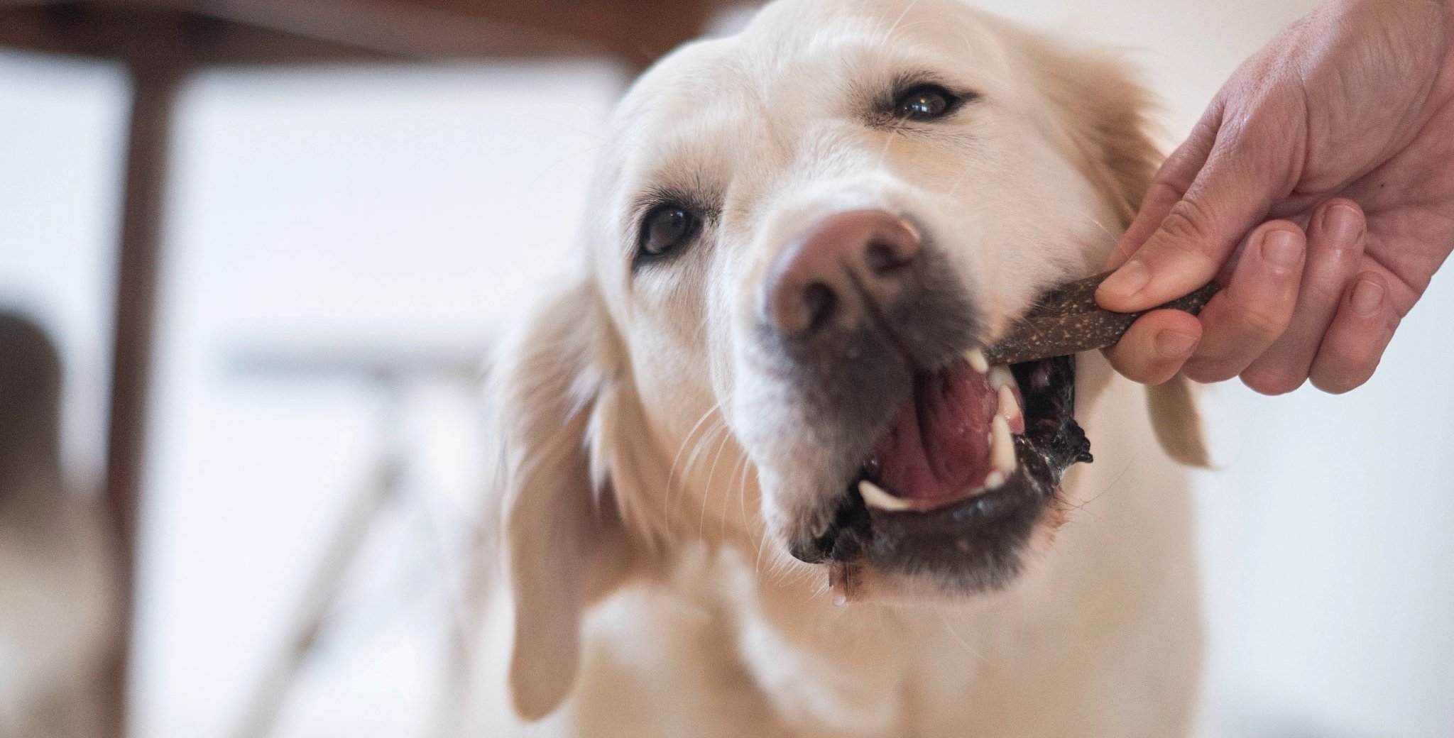 Golden retriever chewing on a treat held by a person’s hand indoors.