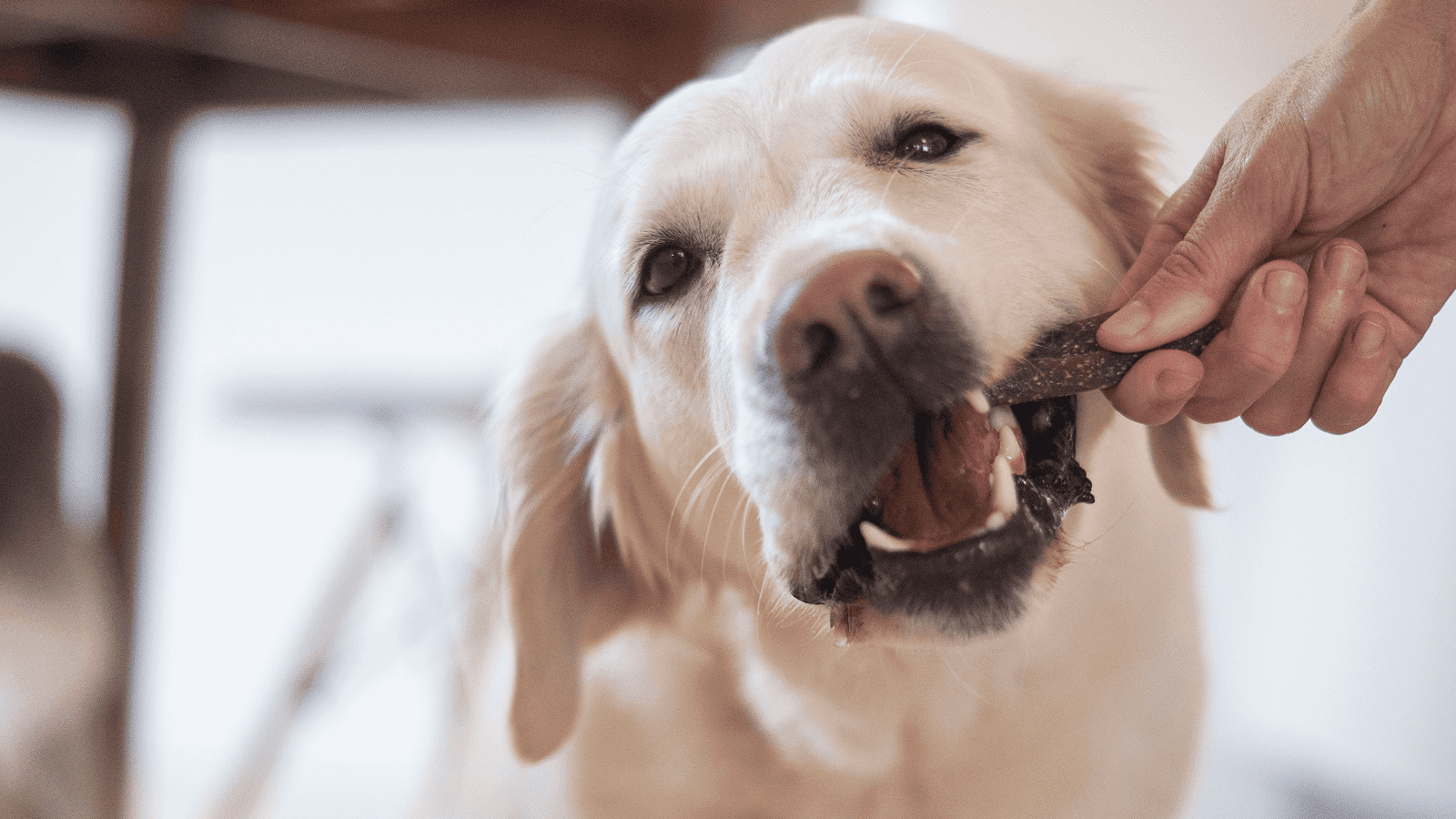 Dog_labrador chewing Veggiedent_indoor_with petowner_advice