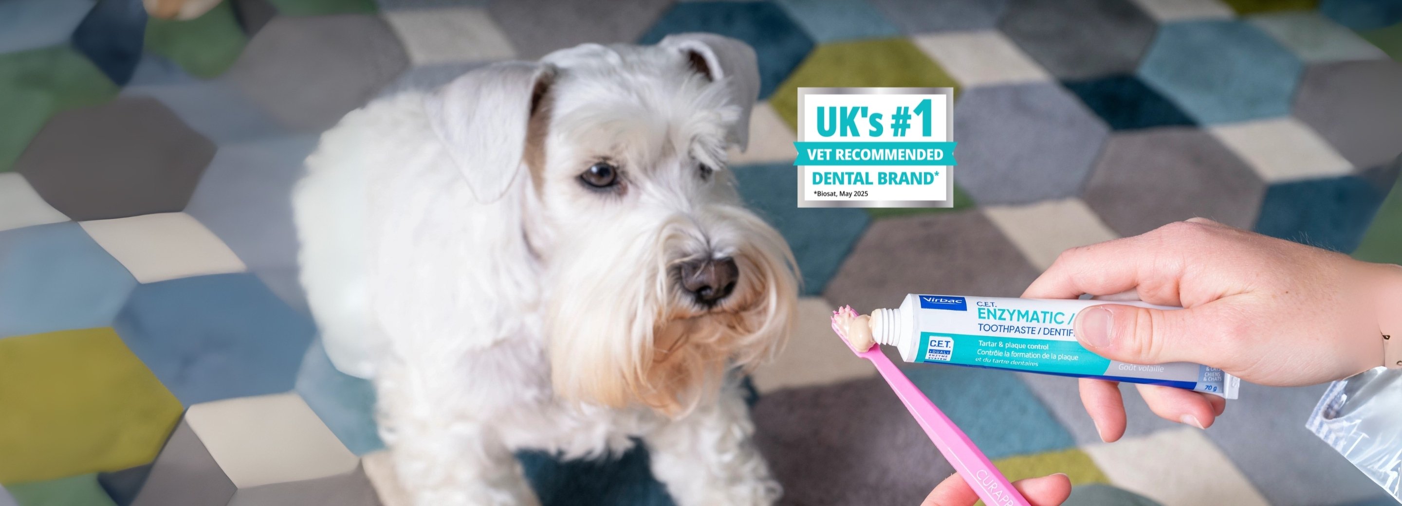 Dental Award 3