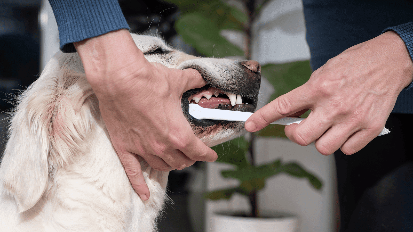 Dog_person brushing the dog's teeth_indoor_with petowner_advice