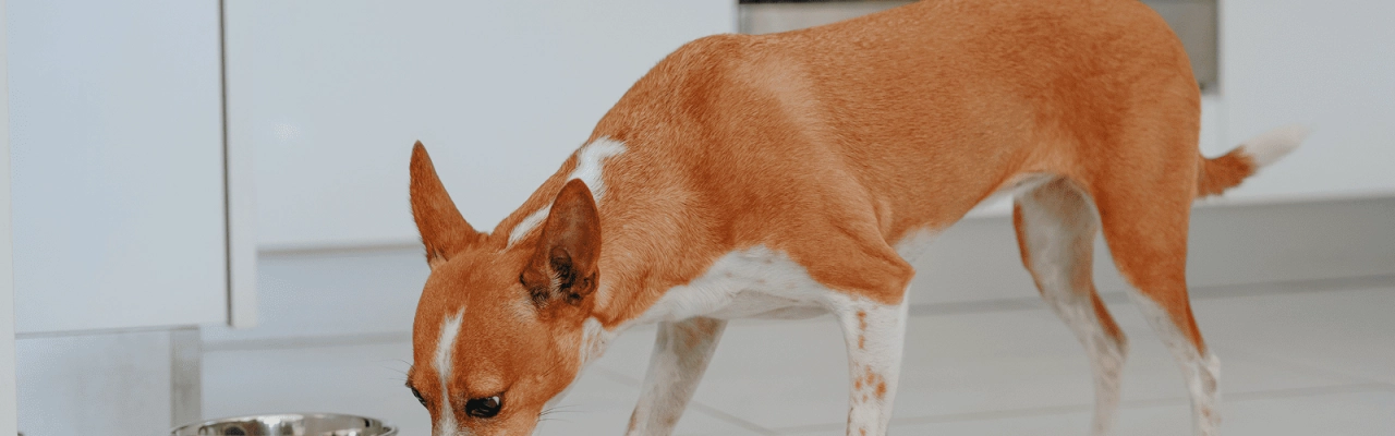 Dog_medium dog eating_indoor_alone_advice