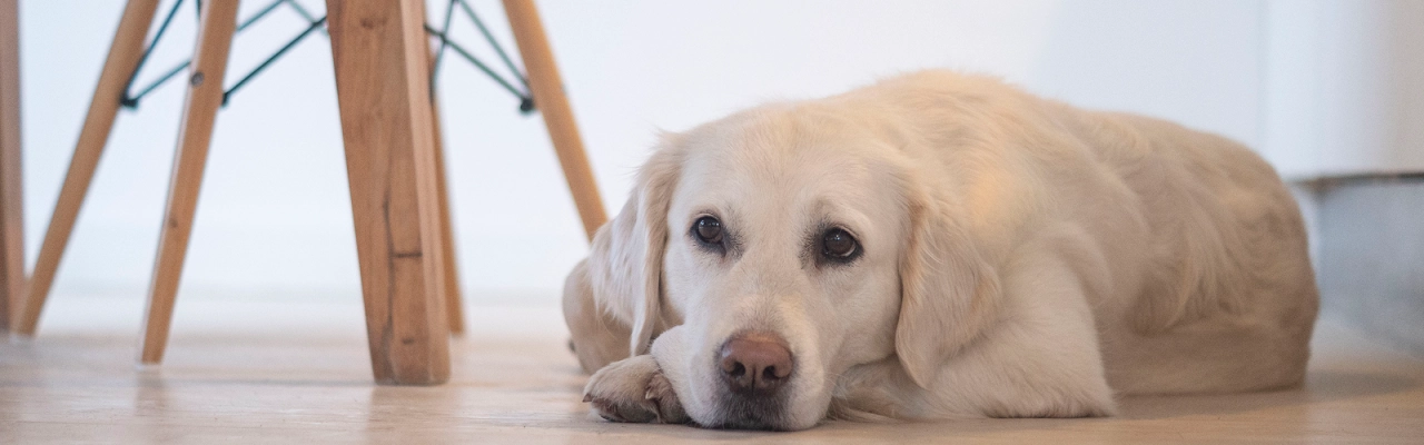Dog_Sad looking Labrador lying on the floor_indoor_alone_advice