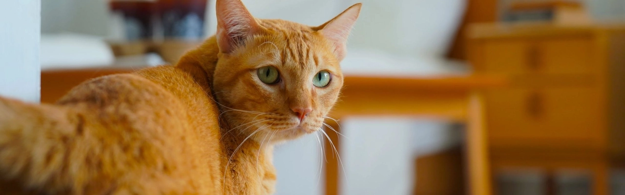 Orange tabby cat with green eyes standing in a cozy bedroom with warm wooden furniture.