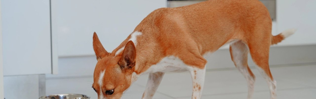 Brown and white dog eating from a stainless steel food bowl on a mat in a modern kitchen.