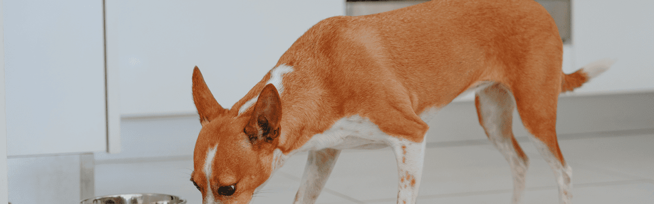 Dog_medium dog eating_indoor_alone_advice