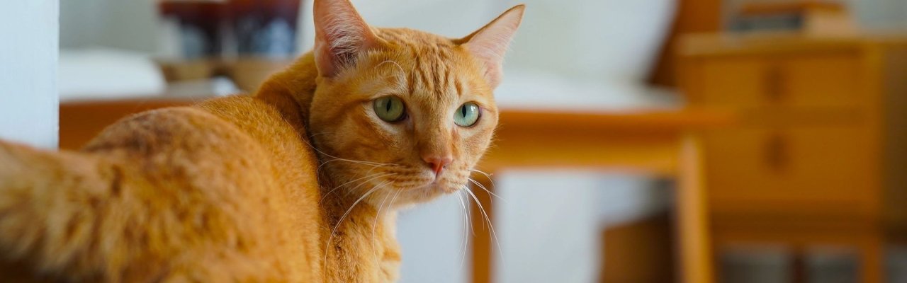 Orange tabby cat with green eyes standing in a cozy bedroom with warm wooden furniture.