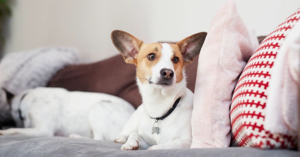 Treating a flea infestation in the home - Virbac UK