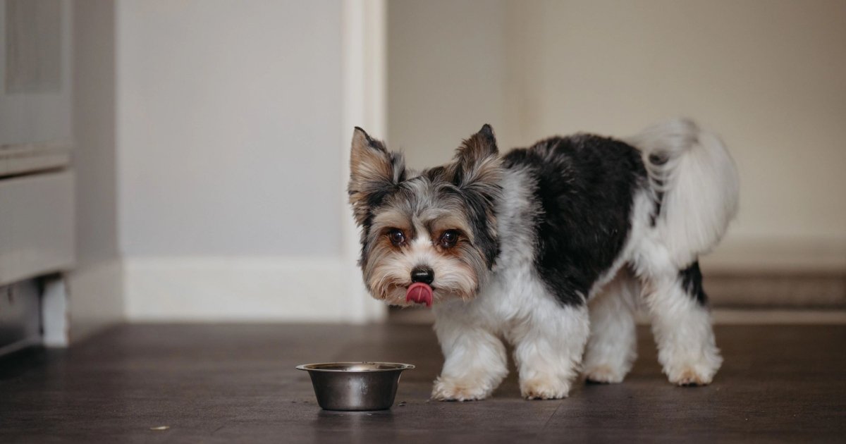 How to Care for a Dog After Neutering: Essential Tips for Recovery