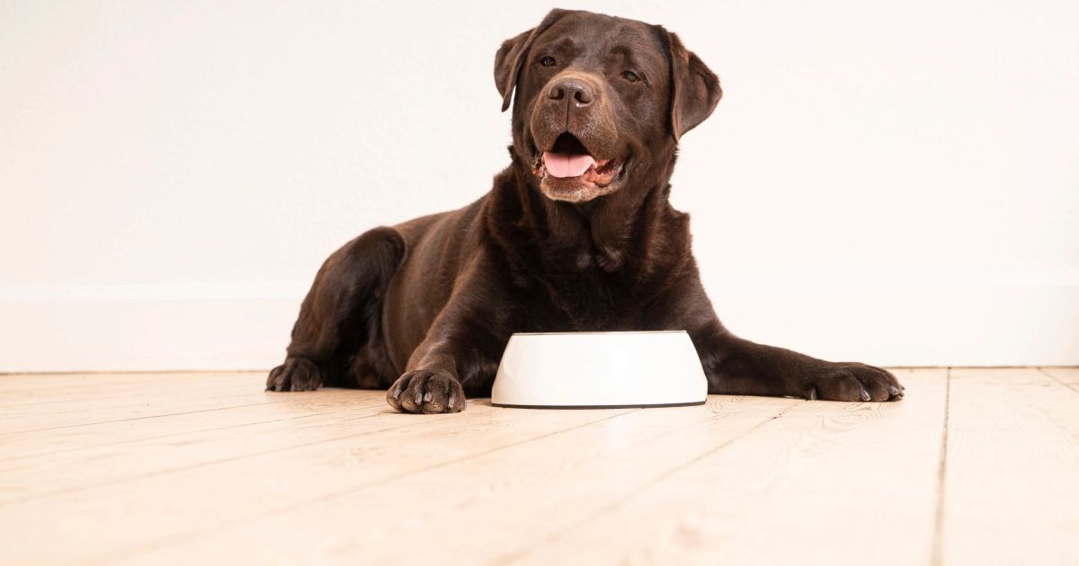Stunning No Fillers Allergy Friendly Dog Food image