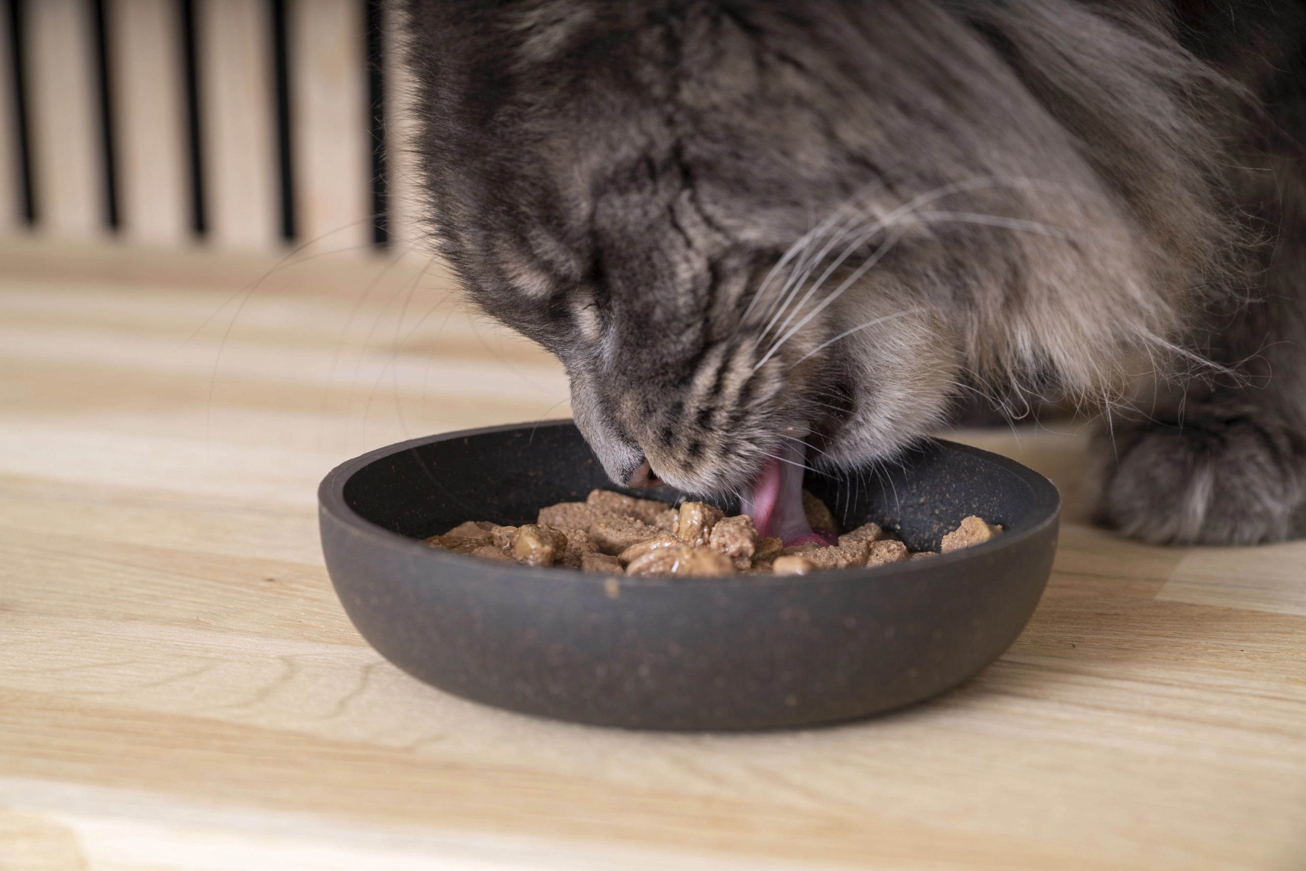 Early Kidney & Joint Cat Wet Food KJ1 12x85g - Virbac UK