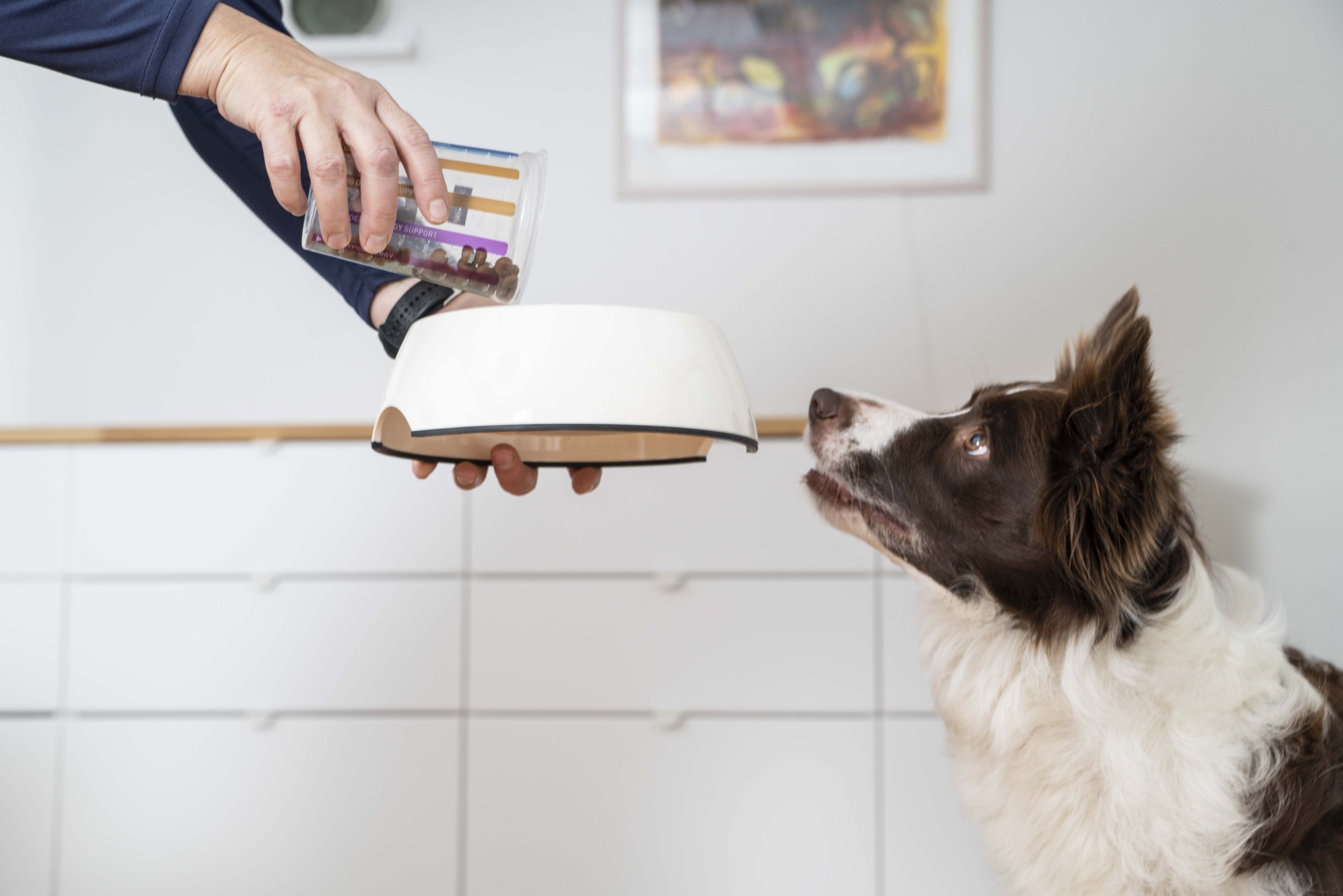 Puppy Large Medium Dry Puppy Food for Medium Large Breeds