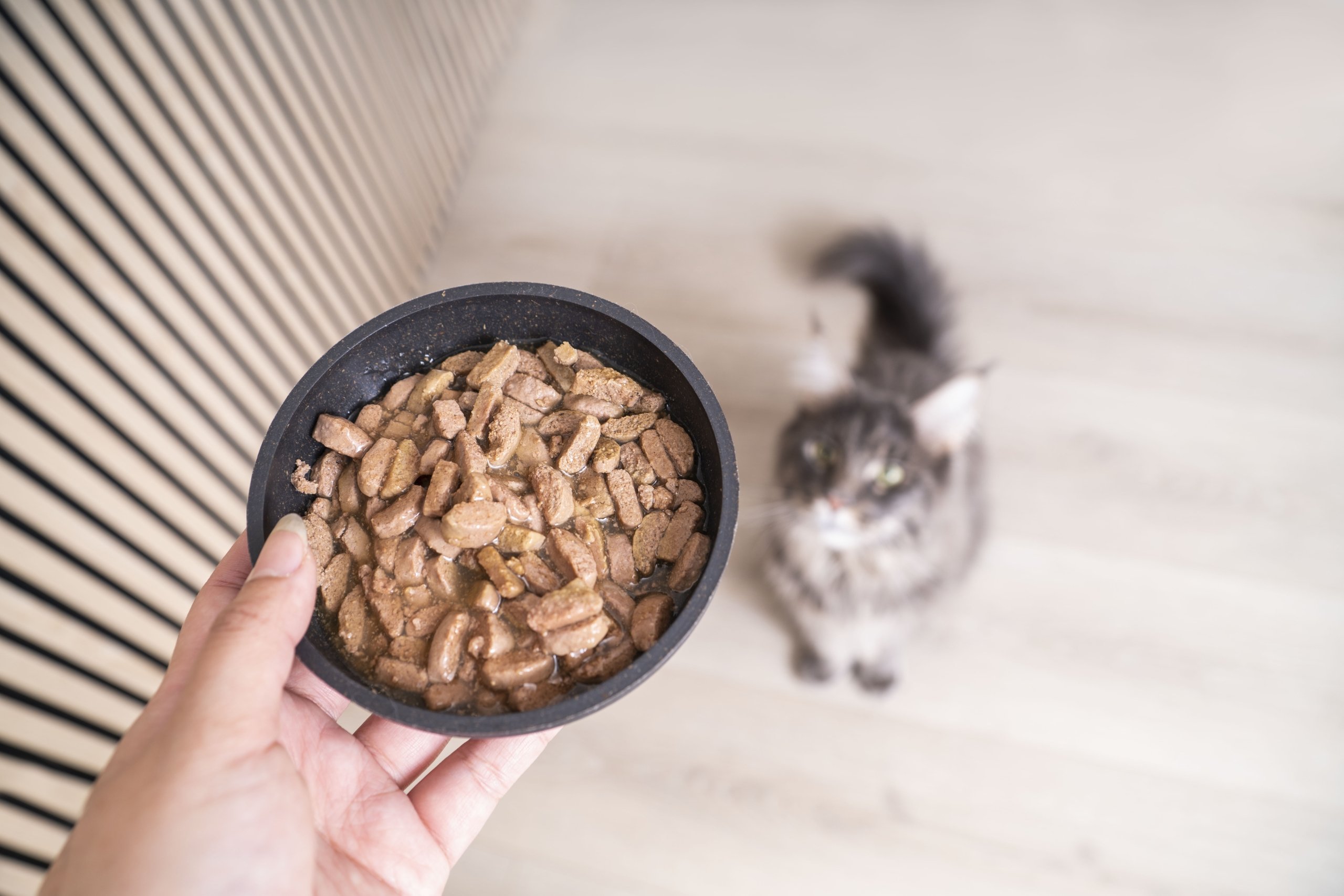 Early Kidney & Joint Cat Wet Food KJ1 12x85g - Virbac UK