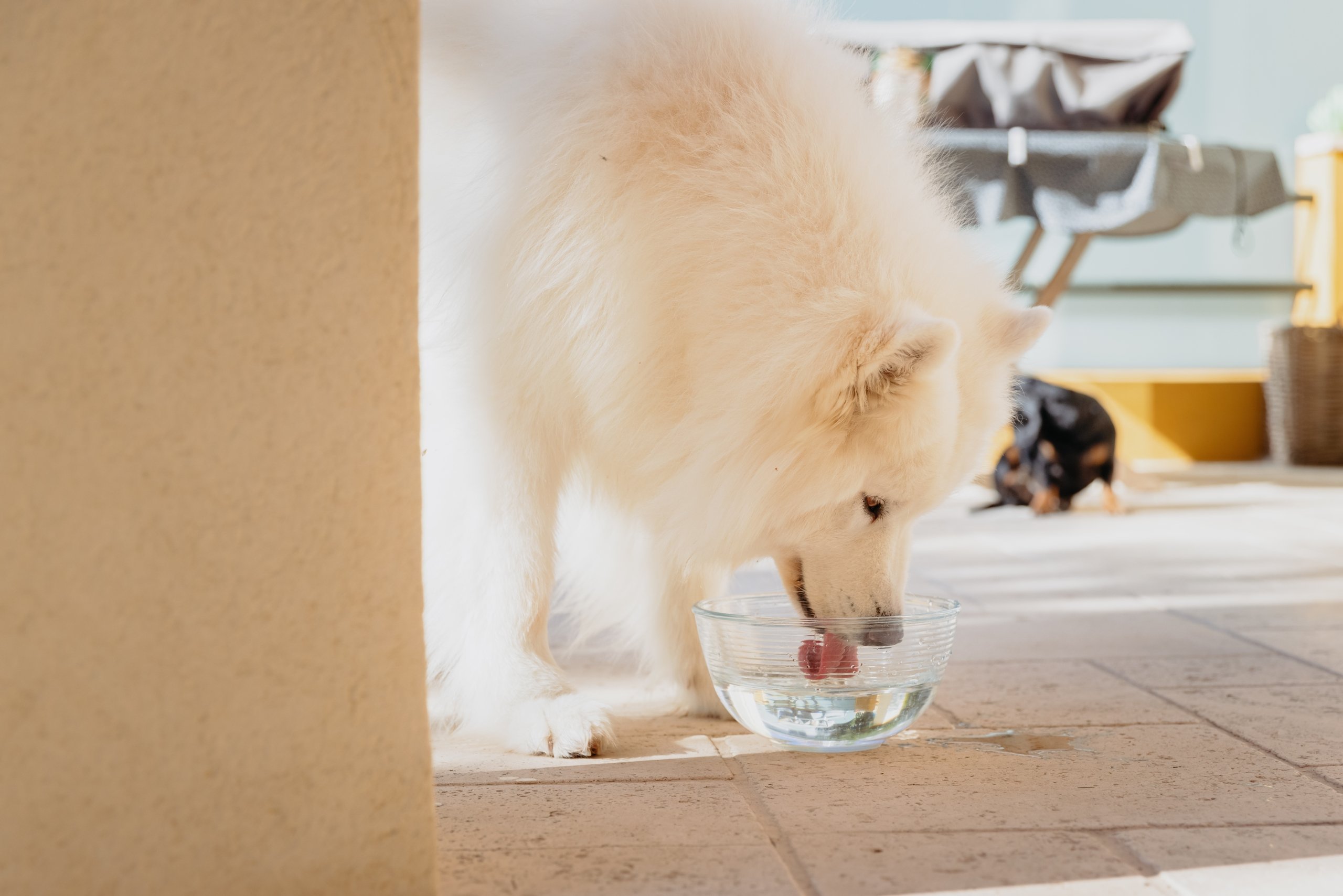 Vet Aquadent FR3SH™ – Water Additive for Dogs Cats CET AQUADENT FR3SH  250ML