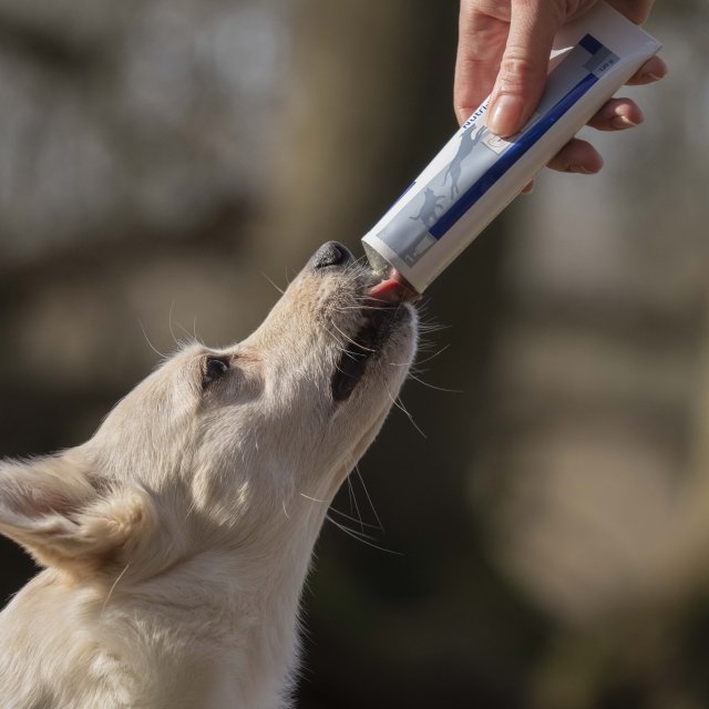 Giving Birth Dog Hair Loss After Pregnancy Seresto Flea And Tick