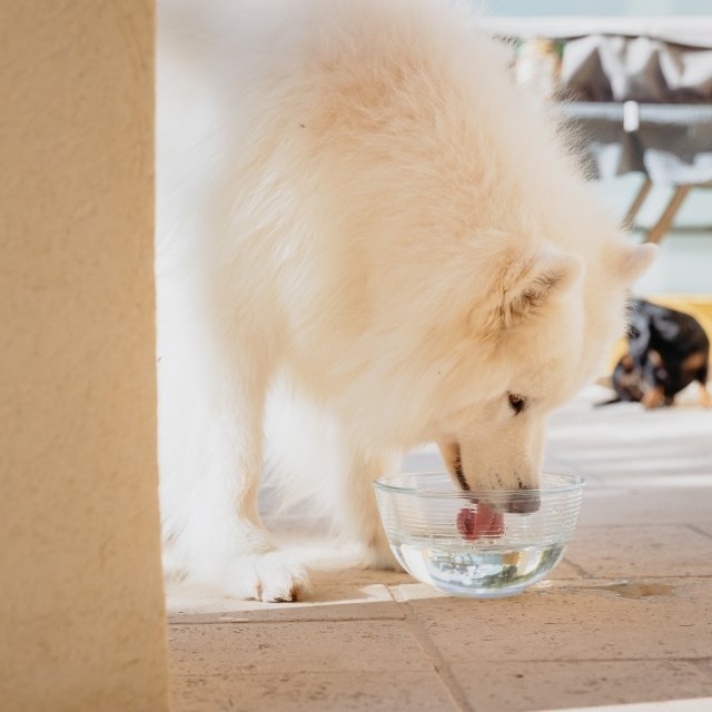 Vet Aquadent FR3SH™ – Water Additive for Dogs Cats CET AQUADENT FR3SH  250ML