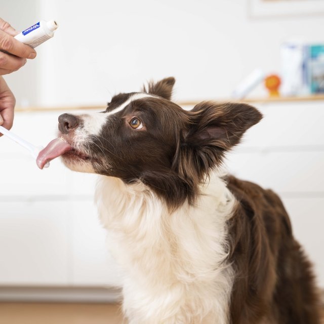 how to brush a dog's teeth without dog toothpaste