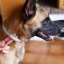 UK_Prevexto-Dog_Unity-Visual_3_2026.jpg