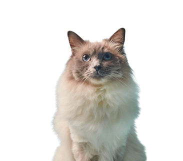 Fluffy Ragdoll cat with blue eyes and cream fur sitting against a light blue background.