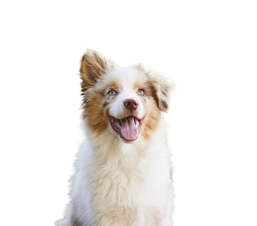 Happy Australian Shepherd dog with fluffy fur and blue eyes sitting against a blurred green background.