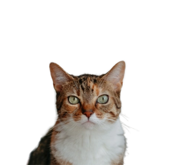 Close-up of a brown and white tabby cat with green eyes staring directly at the camera.