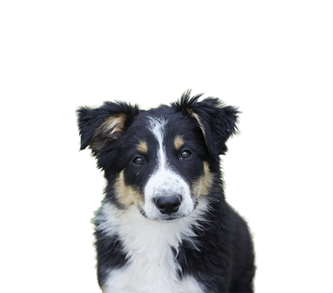 Black, white, and tan Border Collie dog with fluffy fur looking forward against a blurred outdoor background.