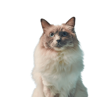 Fluffy Ragdoll cat with blue eyes and cream fur sitting against a light blue background.
