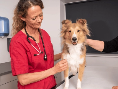 Dog_happy dog at the vet_in clinic_with vet and petowner_advice