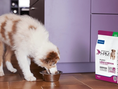 Puppy eating HPM L&M Puppy