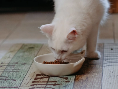 Cat_white cat eating_indoor_alone_advice