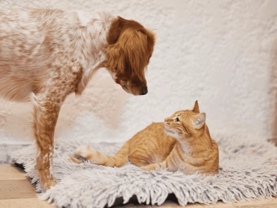 Dog and cat_looking at each other_indoor_alone_advice