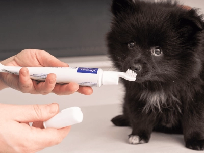 Dog_ small dog sniffing a toothbrush with pet toothpaste_in clinic_with vet_advice