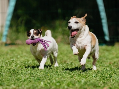 Two playful Jack Russell dogs running on grass, one carrying a purple toy in its mouth.