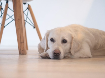Dog_Sad looking Labrador lying on the floor_indoor_alone_advice
