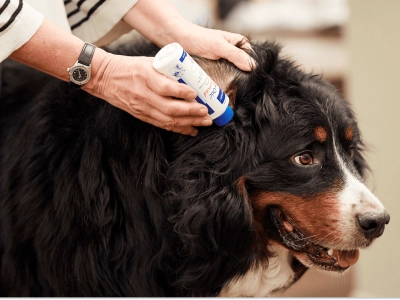 Dog_person applying Epiotic on large dog_indoor_with petowner_advice