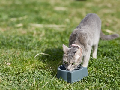 Cat_drinking on grass_outdoor_alone_advice