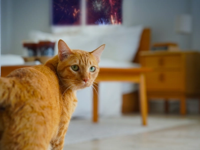 Cat and fireworks